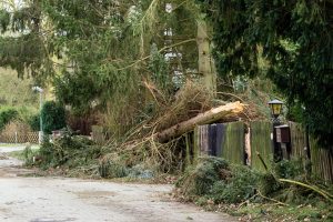 fallen-tree-storm-damage-2025-01-08-02-55-46-utc